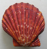 Gloriaphallium pallium  (Linné, 1758)